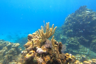 SNUBA Diving in Roatan – Beach Access